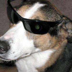 Meet your Posher, Greg